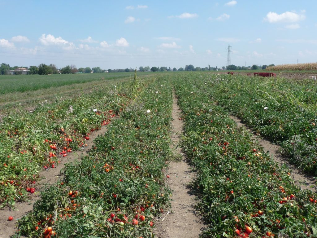 Coltivazione del pomodoro biologico