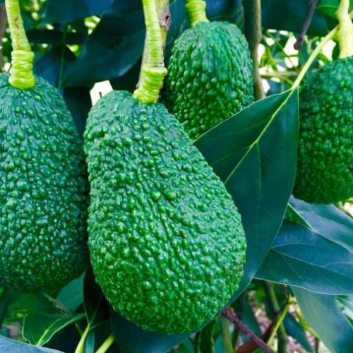 Coltivare l’avocado: uno tra i frutti esotici più ricercati!