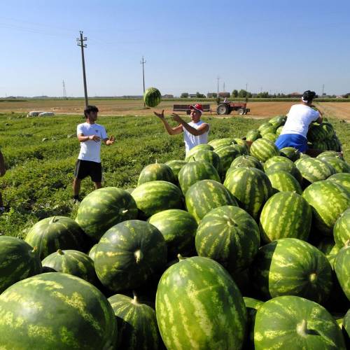 Lavoratori stagionali in agricoltura: come assumere senza voucher?