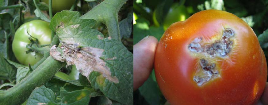 Tignola del pomodoro