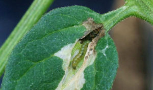 Larva della tignola del pomodoro