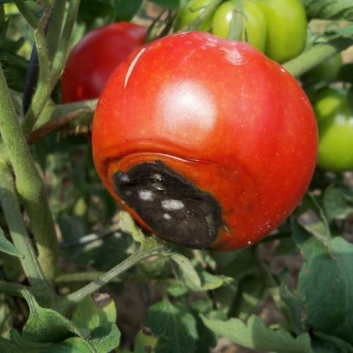 Marciume apicale del pomodoro oppure come evitare la punta nera?