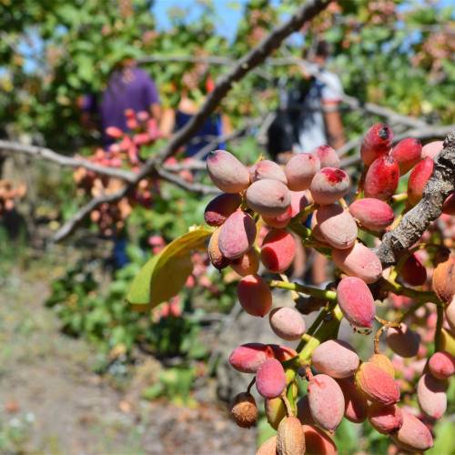 Coltivare il PISTACCHIO: il prezioso oro verde!