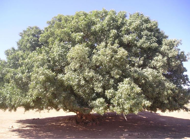 Pianta di pistacchio