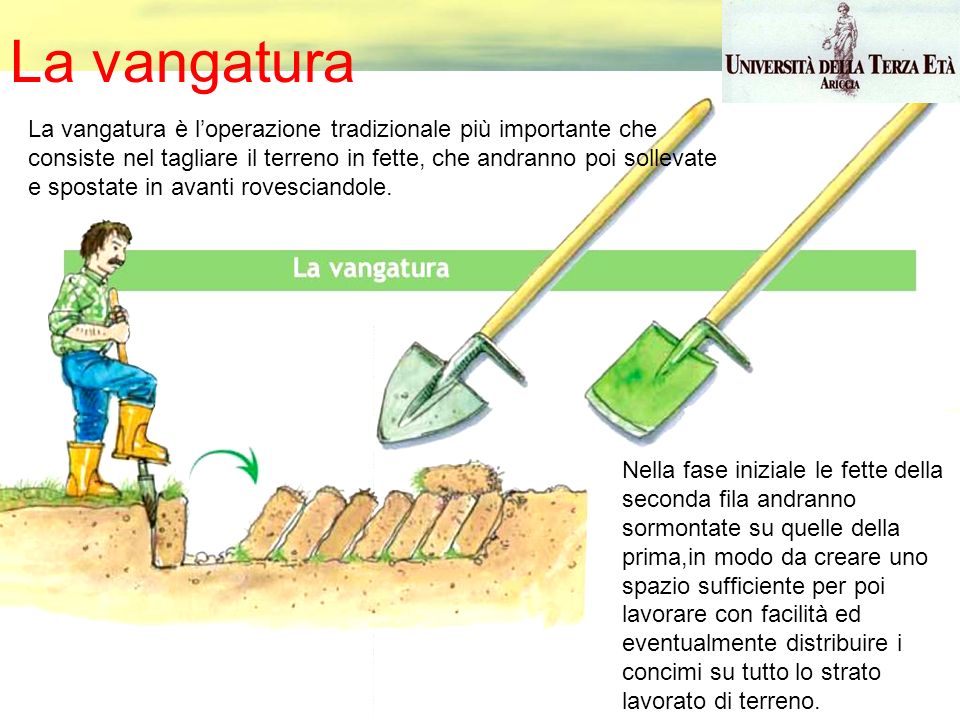 Come si esegue la vangatura del terreno. Fonte: Università della terza età