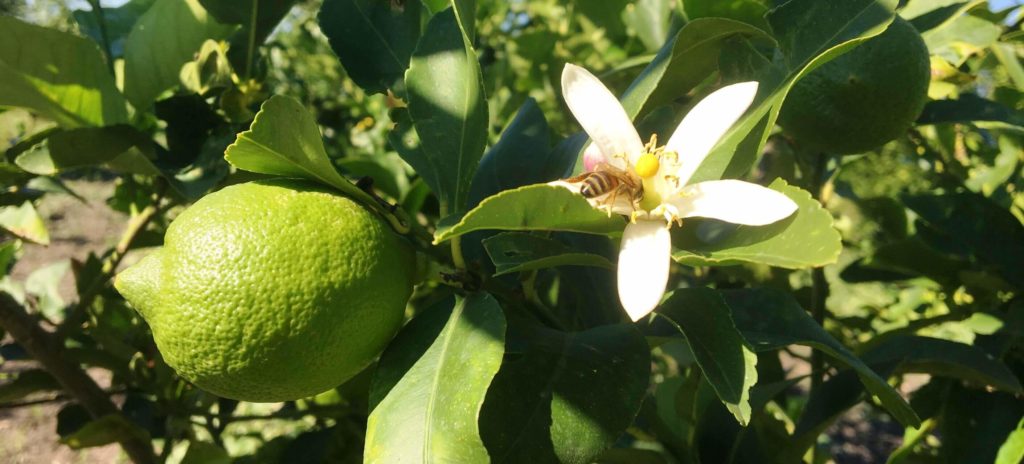 Varietà di limoni