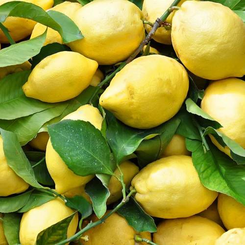 Il limone femminello e le altre varietà di limoni