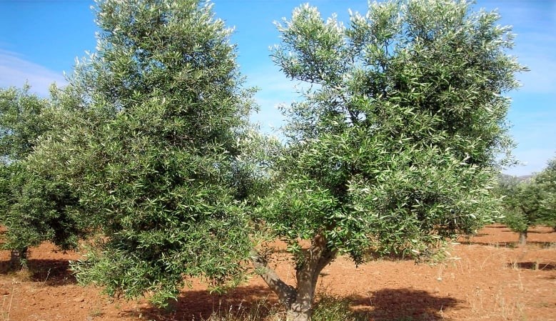 Sistema di potatura ulivo a forma di allevamento "vaso policonico"