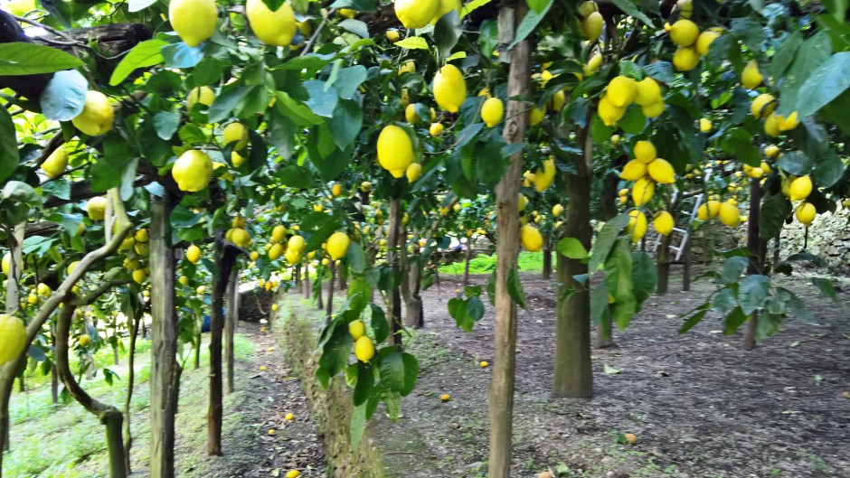Varietà di limoni
